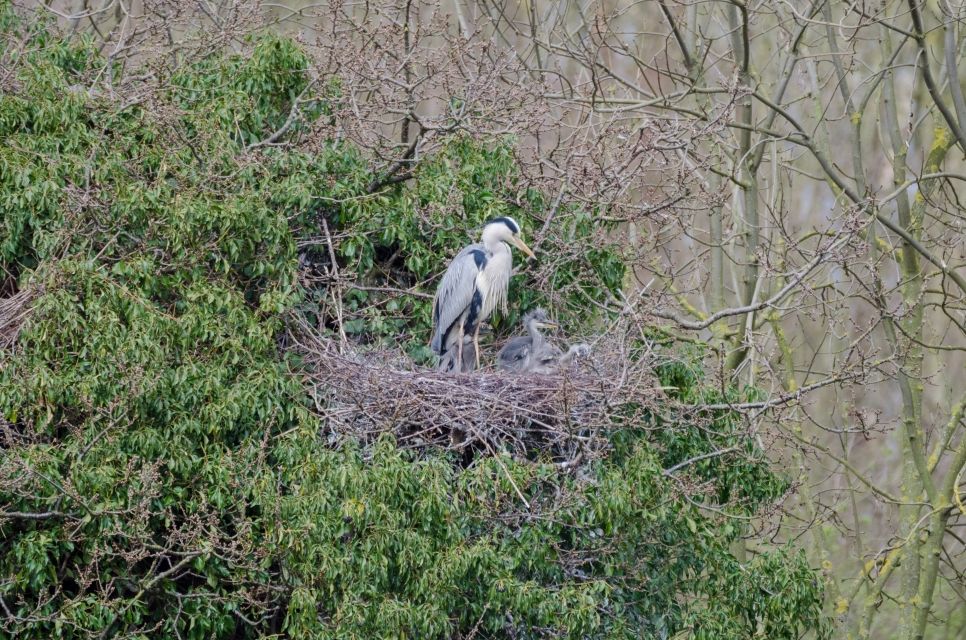 Grey heron with chicks in nest WWT.jpg